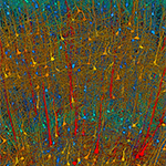 Scanning electron microscopy shows individual neurons in a piece of cerebral cortex. Data is on the scale of what Harvard and Google researchers will produce with the new connectome project. Cells are color-coded by size: red are largest neurons, blue smallest.
