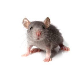 Gray mouse isolated on white background