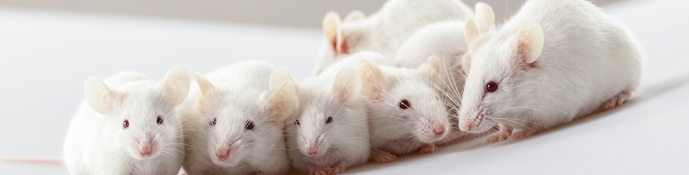 Harvard Mousekepedia