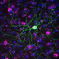 A specific type of interneuron (green) is imaged in the visual cortex of a marmoset. Image: Kirsten Levandowski and Heather Zaniewski