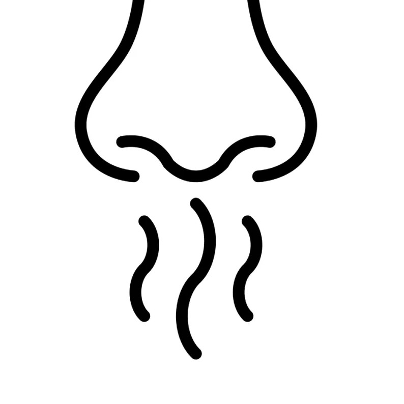illustration of a nose