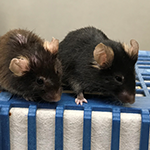 Two mice