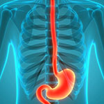x ray of a human body with the digestive system highlighted