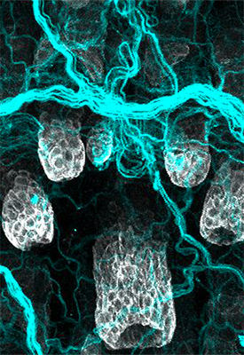 Image depicting the intricate network of sensory neurons (blue) that innervate the skin epidermis and hair follicles (white), enabling us to perceive touch, temperature, and pain—crucial functions for adapting to a constantly changing environment.