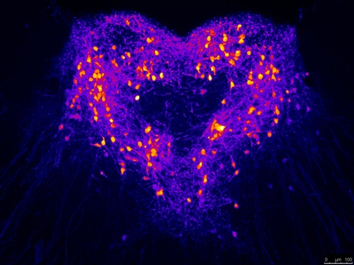 A neuronal population located in the paraventricular nucleus of the thalamus  from a mouse line.