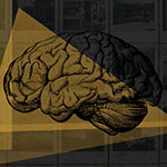 illustration of a human brain