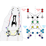 Serial section electron microscopy revealed warming and cooling processing circuits with pathways that converge anatomically and physiologically (via the green neurons shown to the right).