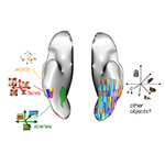 The ventral visual stream contains regions selective for categories like faces, scenes, and words, which have been traditionally viewed as independent brain "modules". A competing view suggests that these inputs are instead represented through distributed activity patterns across neural populations, involving many different regions. New research using AI models and neuroimaging data provides a way to resolve this longstanding debate in visual neuroscience