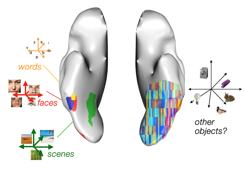 The ventral visual stream contains regions selective for categories like faces, scenes, and words, which have been traditionally viewed as independent brain "modules". A competing view suggests that these inputs are instead represented through distributed activity patterns across neural populations, involving many different regions. New research using AI models and neuroimaging data provides a way to resolve this longstanding debate in visual neuroscience