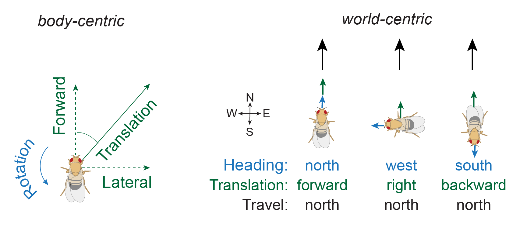 Schematic showing movement directions in body-centric versus world-centric space. On the left, in body-centric coordinates the walking fly can have rotational and translational velocity. On the right, each of the three example flies has a different heading direction and body-centric translational velocity direction, but all three have the same world-centric travel velocity direction