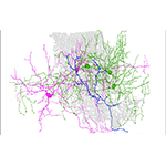 This serial electron microscope image shows a cerebellar Purkinje cell (grey), a climbing fiber (blue), and two types of molecular layer interneurons (MLI1 and MLI2). Image: Santos-Valencia F, Lackey EP, Norton A, et al., Nature (2026).
