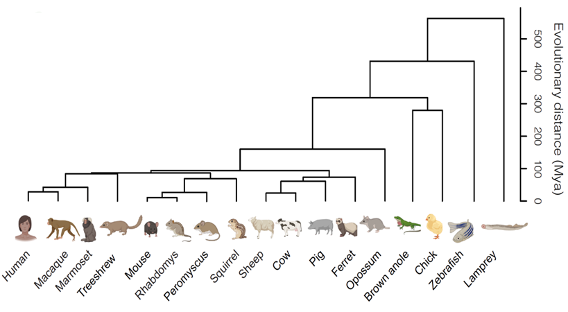 image showing the evolutionary relationship between human and other animals. Hahn et al found striking conservation of cell types among retinas of these 17 species, whose last common ancestor lived over 500 million years ago.