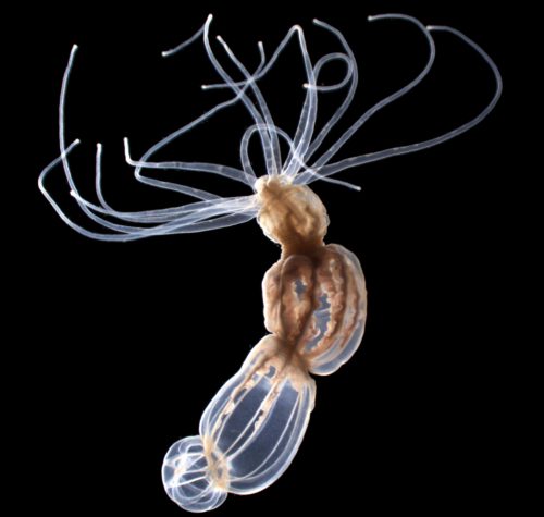 Sea anemone on a black background