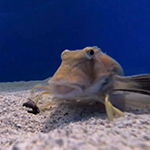 photo of a sea robin