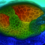 A time lapse of the semicircular canals forming in the inner ear of a two-day-old zebrafish embryo. Image: Akankshi Munjal/Acquired using Zeiss LSM 710 and 3D rendered with FlouRender