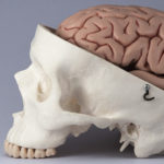 Brain and skull model