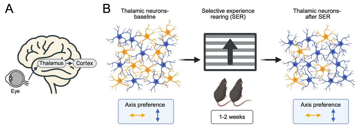Image depicting Effects of selective experience rearing on thalamic neuron properties