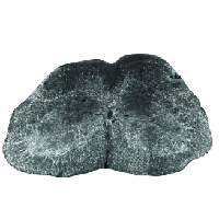 spinal cord_preview-01