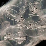 Four squid embryos in their egg sac. These are the squid species Doryteuthis pealeii.