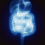 the human digestive system