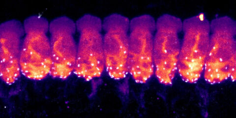 Synapses on Hair Cells by Isle Bastille