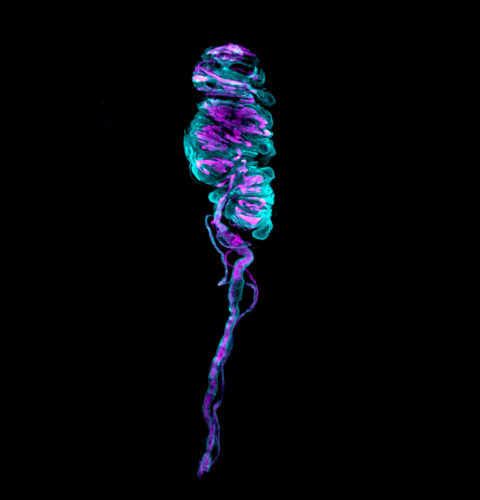 The Human Meissner Corpuscle by Ilayda Alkislar