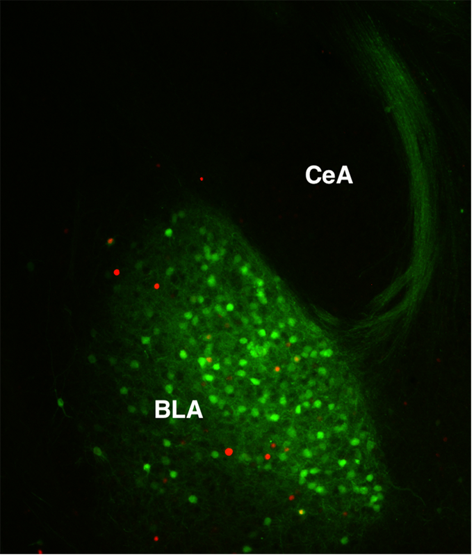 Alcohol stimulated neuronal activity in the amygdala. A section of brain tissue was obtained from a mouse expressing a fluorescent marker protein in Thy1 neurons (shown in green) after the mouse went through our behavioral experiments. Expression of c-Fos protein (shown in red) was used as an indicator of neuronal activity. Some overlap of red and green in the basolateral amygdala (BLA) reveals that alcohol stimulates some neurons in that region. In contrast to the BLA, the central amygdala (CeA) lacks Thy1 neurons, and to our surprise, Thy projections from the BLA circumvent it. This is interesting because it is very different from what we have learned about BLA projections in our other studies, on fear memories, where the relevant BLAS neurons are strongly connected to CeA.