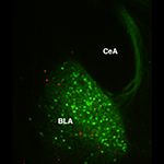Alcohol stimulated neuronal activity in the amygdala. A section of brain tissue was obtained from a mouse expressing a fluorescent marker protein in Thy1 neurons (shown in green) after the mouse went through our behavioral experiments. Expression of c-Fos protein (shown in red) was used as an indicator of neuronal activity. Some overlap of red and green in the basolateral amygdala (BLA) reveals that alcohol stimulates some neurons in that region. In contrast to the BLA, the central amygdala (CeA) lacks Thy1 neurons, and to our surprise, Thy projections from the BLA circumvent it. This is interesting because it is very different from what we have learned about BLA projections in our other studies, on fear memories, where the relevant BLAS neurons are strongly connected to CeA.