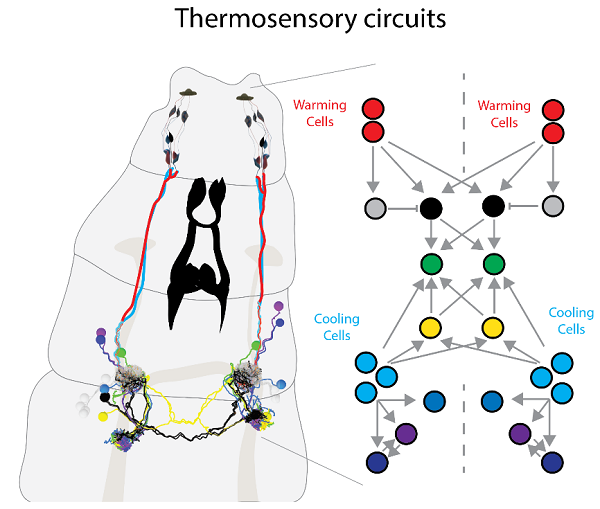 Serial section electron microscopy revealed warming and cooling processing circuits with pathways that converge anatomically and physiologically (via the green neurons shown to the right).