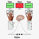 While learning a typing task, epilepsy patients got faster after brief rest breaks rather than while typing. There was a corresponding increase in hippocampal ripple rate that predicted these offline gains in speed.