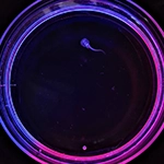Fluorescent image of a tadpole on a black background