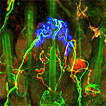 the endings of sensory neurons that detect touch in the skin