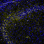 neuronal activation in mice
