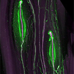 Pacinian corpuscles: Two Pacinian neurons (magenta, Neurofilament) innvervating Pacinian corpuscles made of non-neuronal cells (green, S100) in the deep leg tissue of a mouse. Pacinian neurons are mechanosensory neurons found across mammals, from humans to mice, and detect small mechanical vibrations acting on our skin and body.