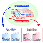 The molecular logic being utilized in the brain to establish parallel, but functionally discrete dopaminergic pathways. (Top) BMP6/2–BMP receptor (BMPR)–Smad1 and TGF2–TGF receptor (TGFR)–Smad2 axes establish nigrostriatal vs. mesolimbic synapses. BMP6/2 and TGF2 antagonize each other to further strengthen the specificity. (Bottom) Smad1 mutant mice show motor defects and Smad2 mutant mice show a lack of motivation.