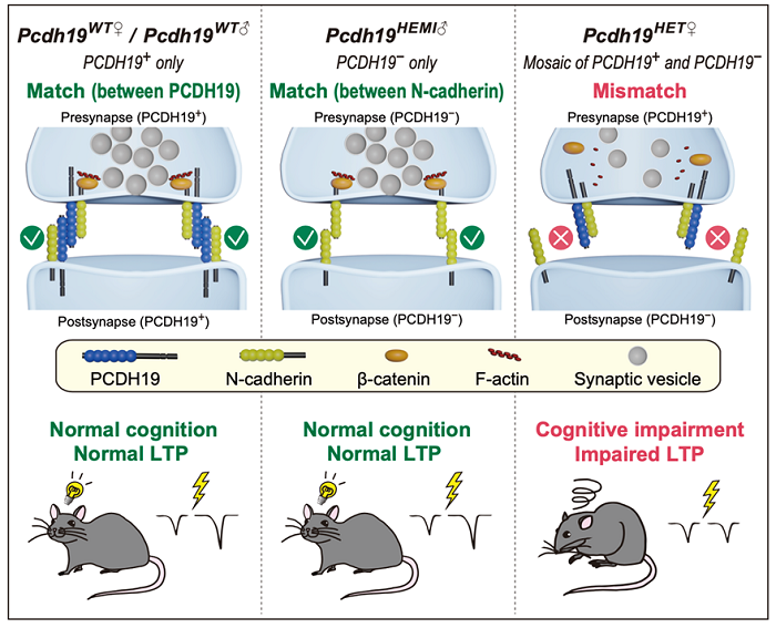 illustration depicting A mismatch model for PCDH19-related disorder with epilepsy and cognitive impairment