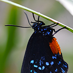 Atala hairstreak (Eumaeus atala) hanging delicately under a leaf of its cycad hostplant.