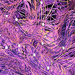 The human brain is pictured with its mesoscopic interactome. Coherence measurements from 6,024 hours of human electrophysiological data in 48 subjects were used to build the mesoscopic interactome and demonstrate rapid communication via small-world networks