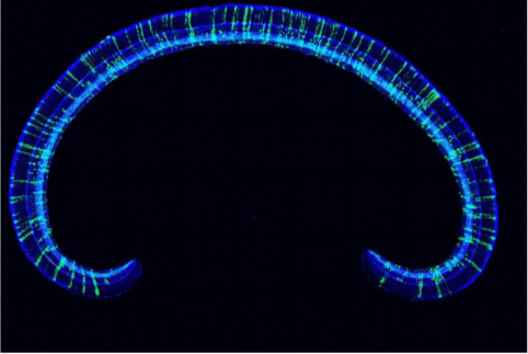 A complete section of the mouse retina