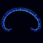 west_sq-150×150