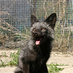 photo of a gray fox