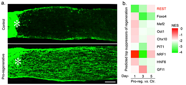 Axons (nerve fibers) regrowing through the injured optic nerve are visualized by green fluorescent staining