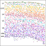 MERFISH, a single cell transcriptome imaging method, identifies 95 molecularly defined cell types in the mouse primary motor cortex (MOp) and records their spatial information in intact tissue. These cells form complex spatial organizations with an overall layered structure as shown here in one of the coronal slices imaged by MERFISH. L1 to L6 are layers of cortex; wm refers to white matter (myelinated axons).