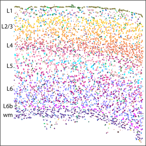 A Spatially Resolved Cell Atlas of the Brain Region that Controls ...